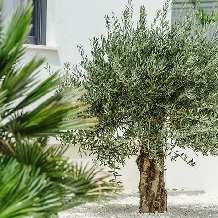 Dalmatia Апартаменты *